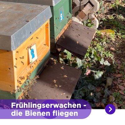 Frühlingsboten gesichtet! ☀️🐝 Diese Woche waren unsere Bienen das erste Mal in diesem Jahr aktiv – und fanden die ersten...